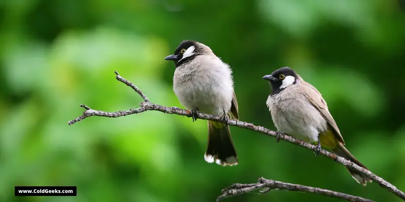 Two birds on a branch—Are Fans Bad For Birds