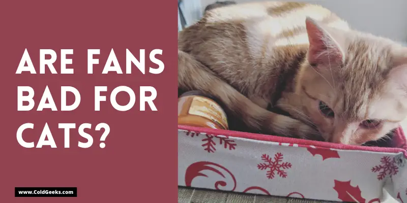 Kitten sleeping in a box—Are fans bad for cats?