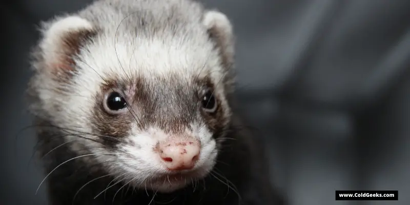 Close up of ferret face—Are Fans Bad for Ferrets?