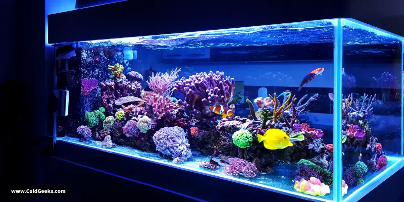 Glowing fish tank—Are Fans Bad for Fish?