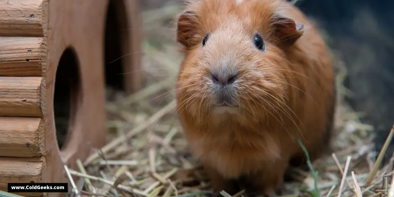 Guinea Pig in hay—Are Fans Bad for Guinea Pigs