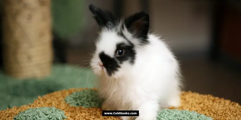 A cute white and black bunny—Are Fans Bad for Rabbits