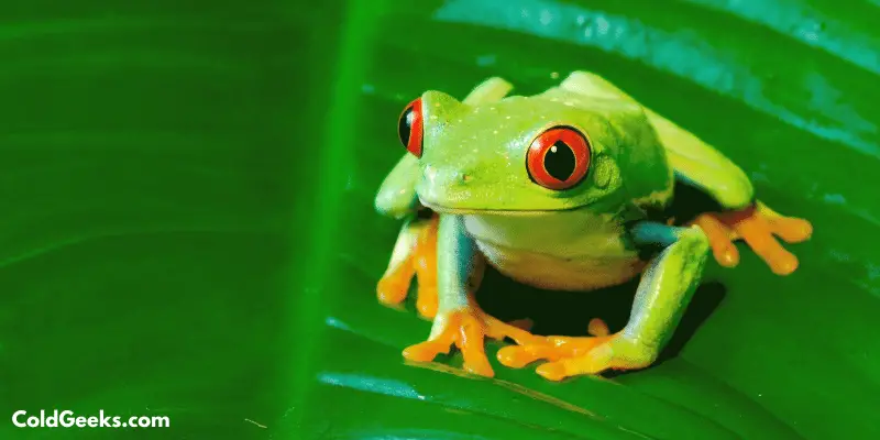 Green frog with red eyes—Can Frogs Feel Happy in the Cold