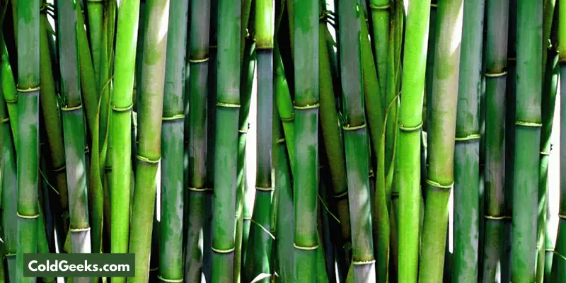Bamboo stalks—Is Bamboo Clothing Good for Cold Weather