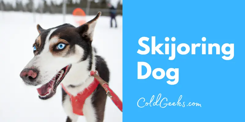 Dog in the snow - skijoring dog