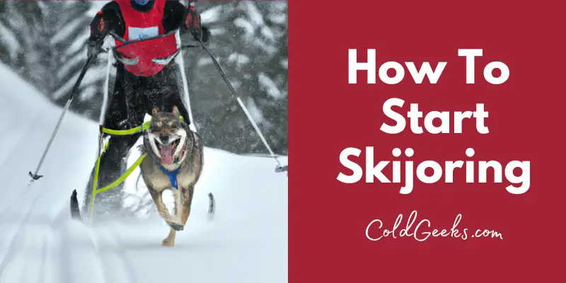 Skijoring dog - How To Start SkiJoring