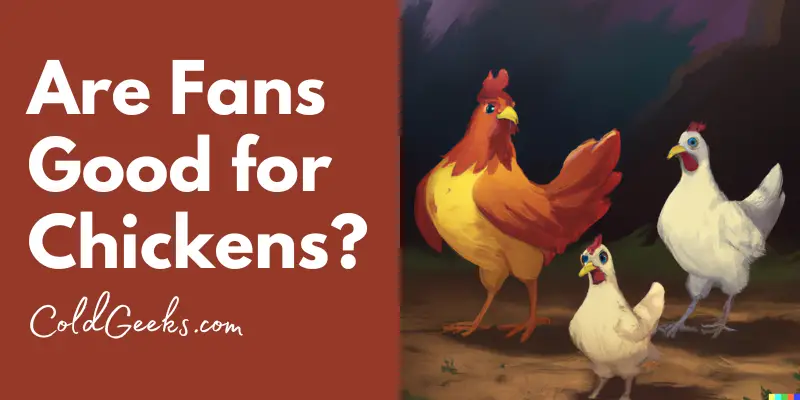 Cartoon chickens - Are Fans Good for Chickens